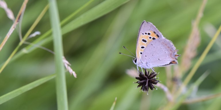 BİTLİS - Van Gölü havzası 230 kelebek türüne ev sahipliği yapıyor1