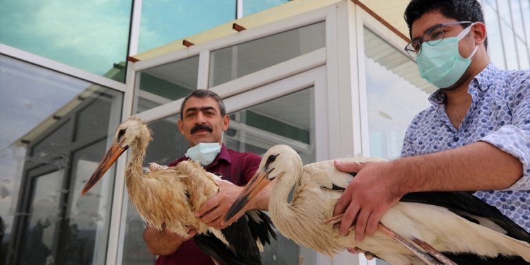 Elazığ'da yaralı bulunan iki leylek tedavi altına alındı