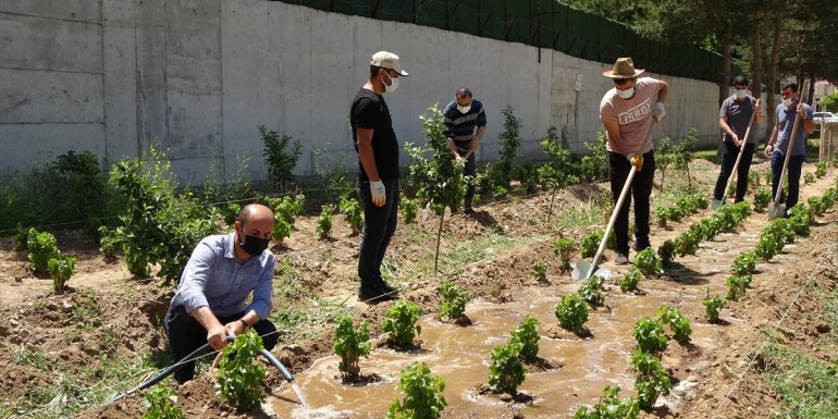 Erciş'te 250 bin üzüm fidanı toprakla buluşacak