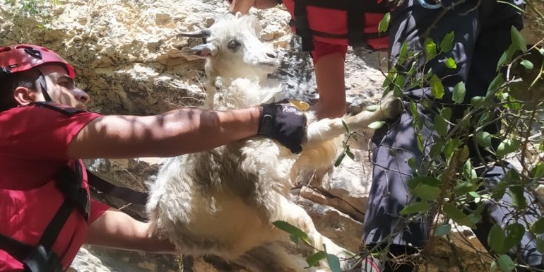 Erzincan'da kayalıklarda mahsur kalan keçileri JAK ve AFAD ekipleri kurtardı