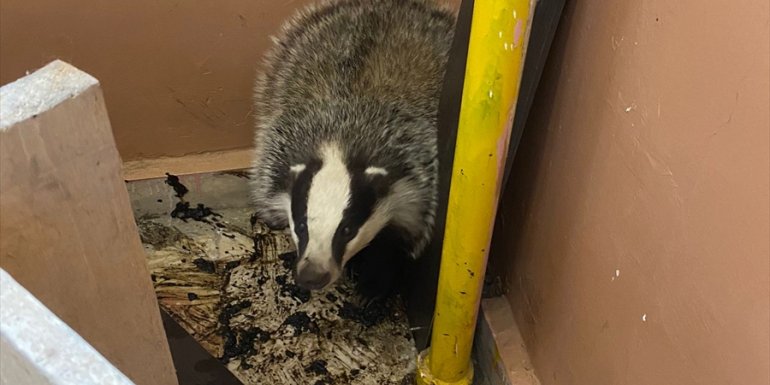 Erzurum'da apartmana giren porsuk yakalanarak doğaya salındı