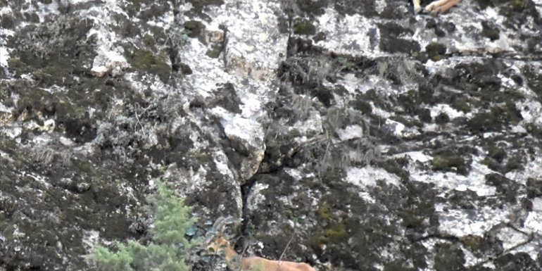 Koruma altındaki yaban keçileri Erzurum dağlarına güzellik katıyor