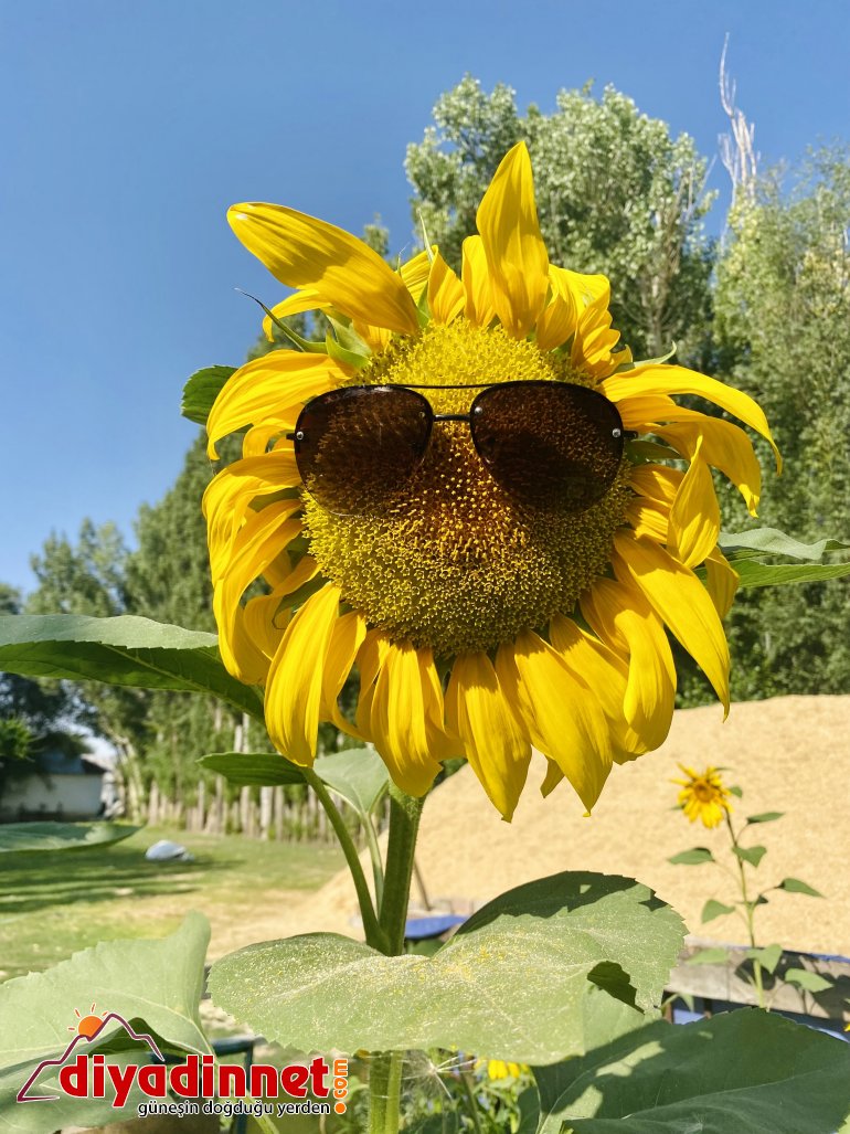 Fotoğraf tutkunlarının yeni adresi: Ayçiçeği tarlaları1