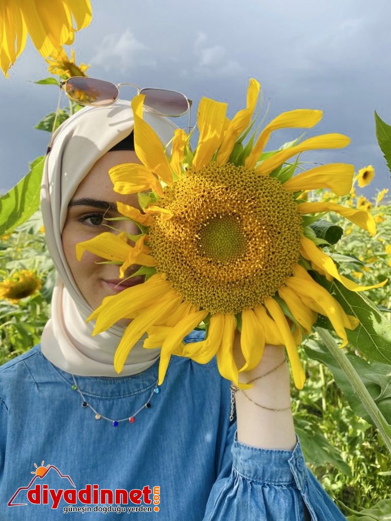 Fotoğraf tutkunlarının yeni adresi: Ayçiçeği tarlaları2