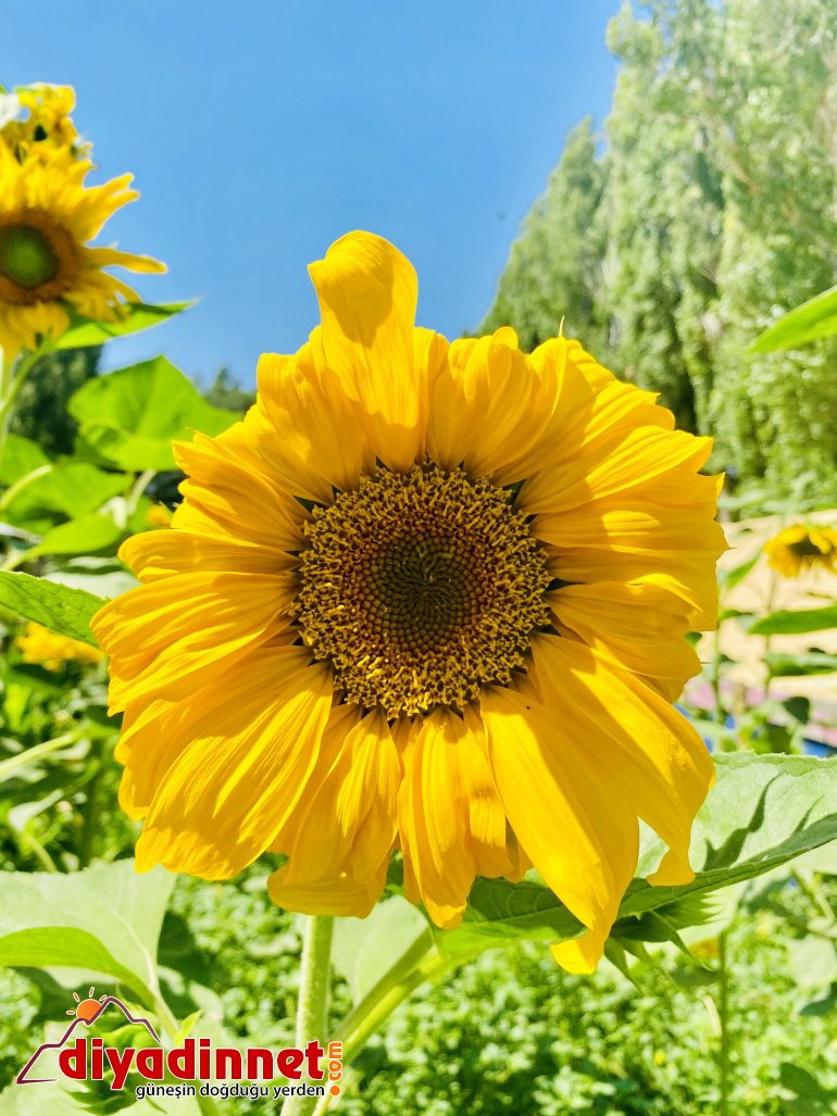 Fotoğraf tutkunlarının yeni adresi: Ayçiçeği tarlaları3