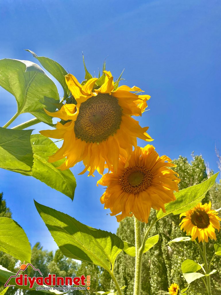Fotoğraf tutkunlarının yeni adresi: Ayçiçeği tarlaları4