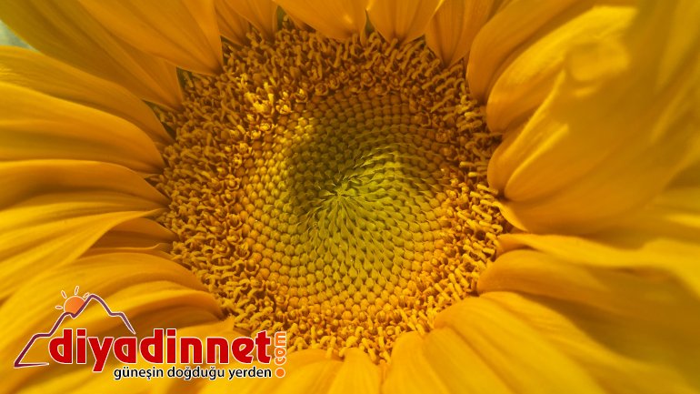 Fotoğraf tutkunlarının yeni adresi: Ayçiçeği tarlaları5