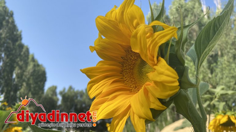 Fotoğraf tutkunlarının yeni adresi: Ayçiçeği tarlaları6