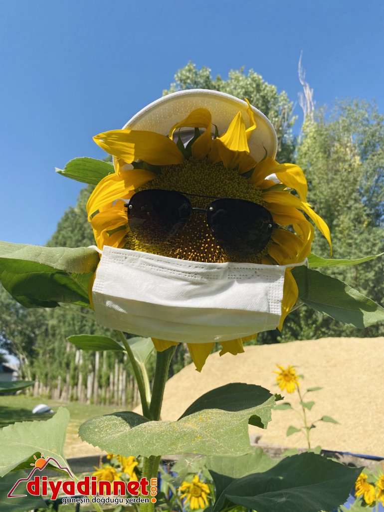 Fotoğraf tutkunlarının yeni adresi: Ayçiçeği tarlaları7