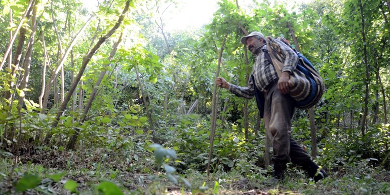Hizan'da bu yıl 700 ton fındık rekoltesi bekleniyor