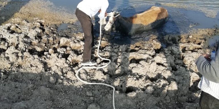 Kars'ta bataklıkta mahsur kalan 7 inek kurtarıldı