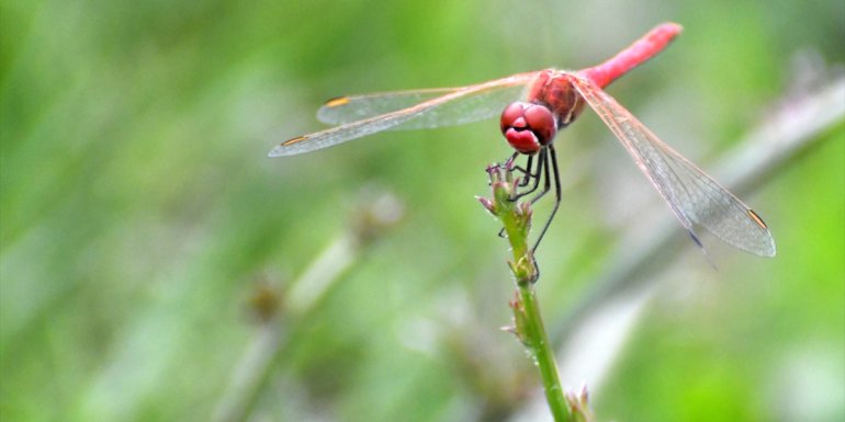 Doğa dostu "Yusufçuklar" 2700 rakımda doğaya renk katıyor