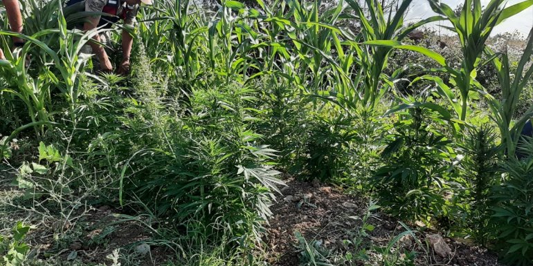 Malatya'da bahçedeki mısırların arasına Hint keneviri eken şüpheli gözaltına alındı