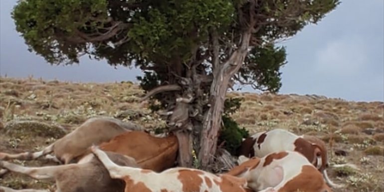 Malatya'da yıldırım düşmesi sonucu 9 büyükbaş hayvan telef oldu