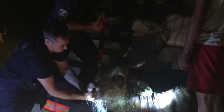 Malatya'da ahır yangınında 2 inek telef oldu