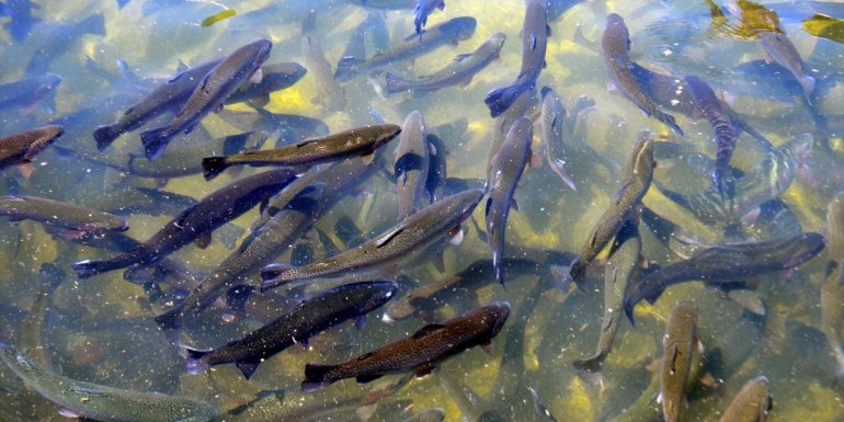 MUŞ - Alabalık tesisinde 4 milyon yavru üretimi gerçekleştirildi1