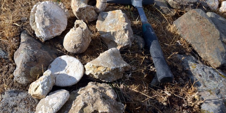 Muş'ta 35 milyon yıllık olduğu düşünülen deniz canlısı fosilleri bulundu