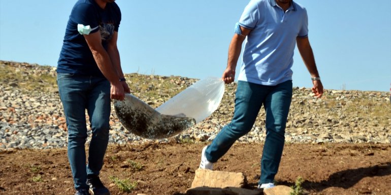 Muş'taki göl, gölet ve barajlara 1 milyon 281 bin 300 yavru sazan bırakıldı