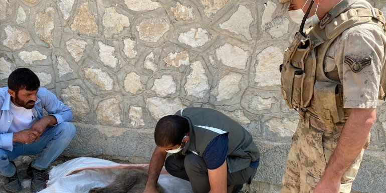 Tunceli'de kayalıktan düşüp yaralanan bozayı yavrusuna Mehmetçik'ten şefkat eli