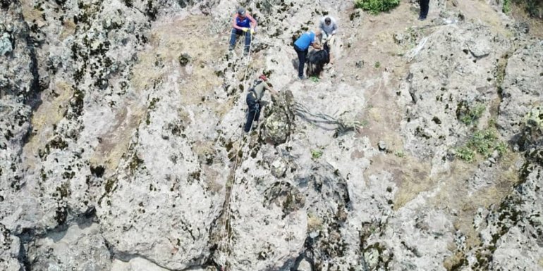 Tunceli'de kurttan kaçarken kayalıkta mahsur kalan keçileri AFAD ekipleri kurtardı
