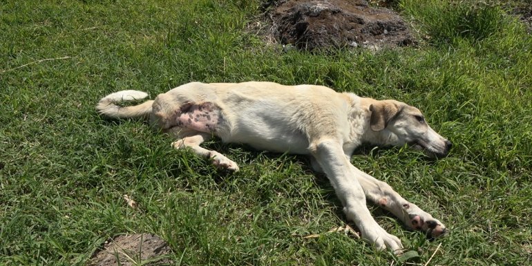 Van'da belediye çalışanları sahiplendikleri "Garip" isimli köpeğin tedavisini ve aşısını yaptırdı