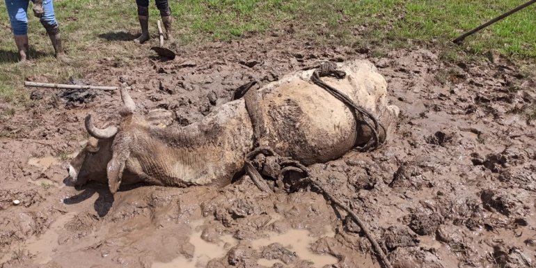 Van'da çamura saplanan ineği itfaiye ekipleri kurtardı