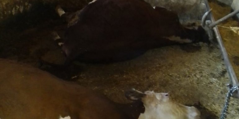 Ağıla yıldırım düşmesi sonucu 3 büyükbaş hayvan telef oldu