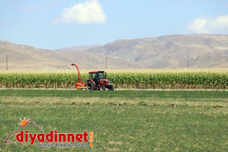destekli hasadına devlet silajlık AĞRI - Çiftçiler mısırın başladı 1