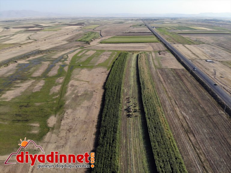 başladı Çiftçiler mısırın destekli - silajlık devlet AĞRI hasadına 2