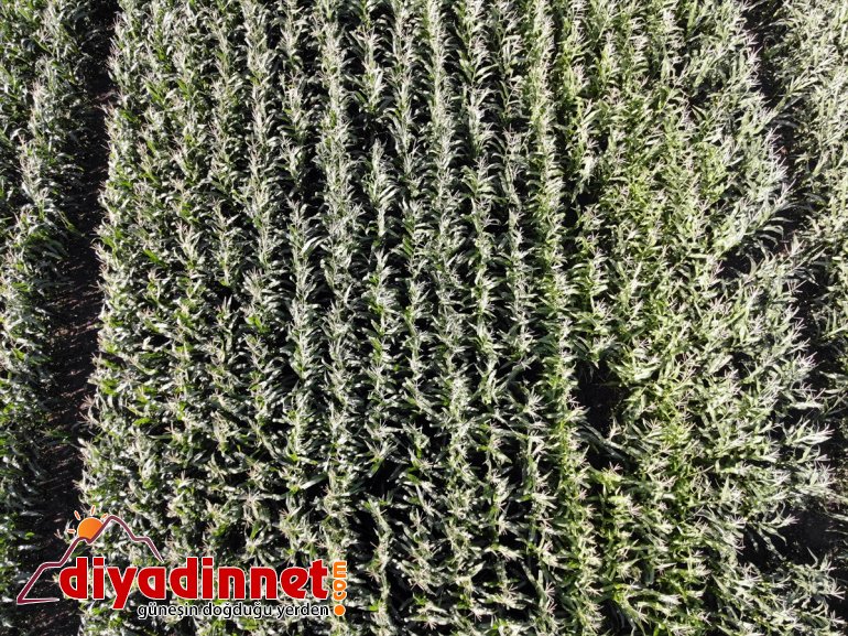 hasadına devlet - başladı Çiftçiler mısırın silajlık AĞRI destekli 11