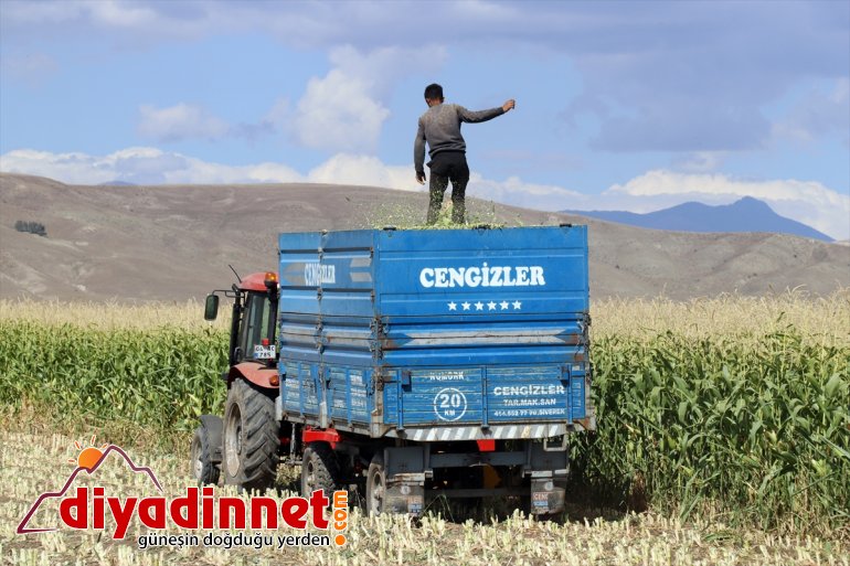 mısırın Çiftçiler - başladı devlet silajlık AĞRI hasadına destekli 12