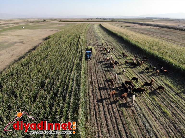 - silajlık devlet AĞRI destekli hasadına başladı mısırın Çiftçiler 13