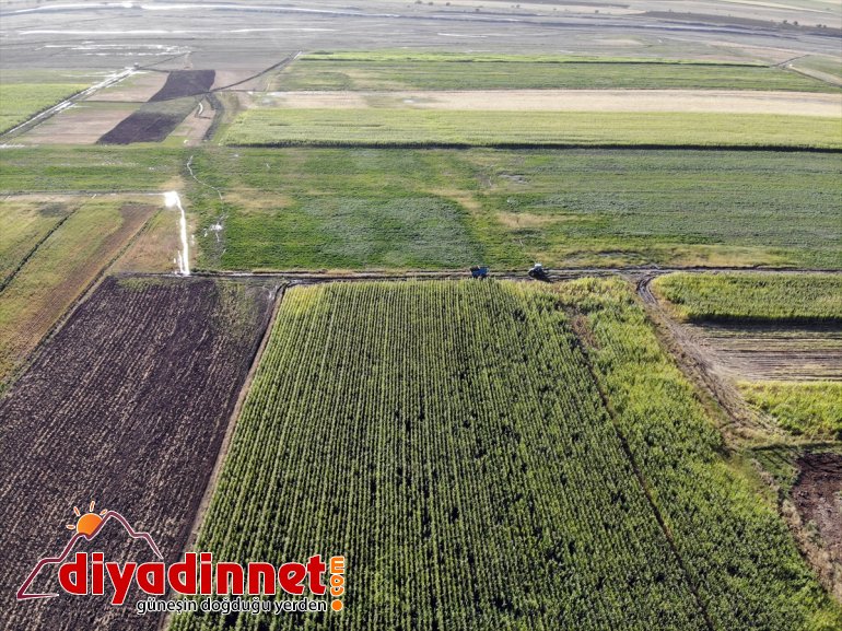 destekli Çiftçiler devlet - başladı silajlık hasadına mısırın AĞRI 14