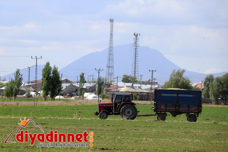 destekli AĞRI başladı devlet silajlık hasadına Çiftçiler - mısırın 15