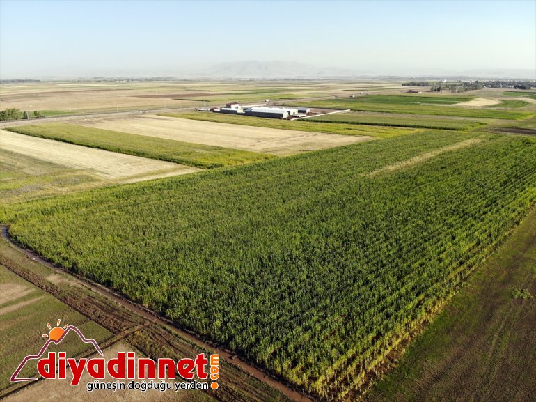 - AĞRI başladı Çiftçiler silajlık devlet mısırın hasadına destekli 16