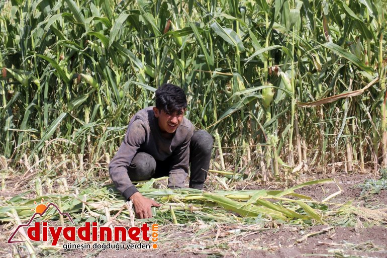 - hasadına devlet AĞRI başladı Çiftçiler mısırın silajlık destekli 17