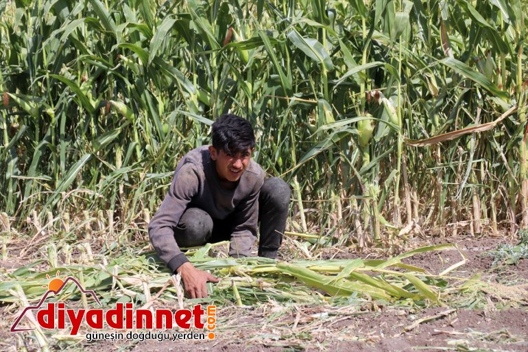 - hasadına devlet AĞRI başladı Çiftçiler mısırın silajlık destekli 17