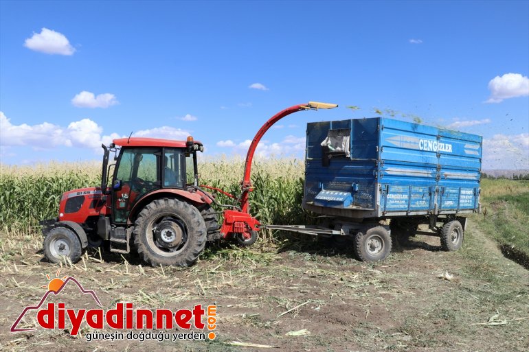 - hasadına başladı AĞRI mısırın Çiftçiler silajlık devlet destekli 18