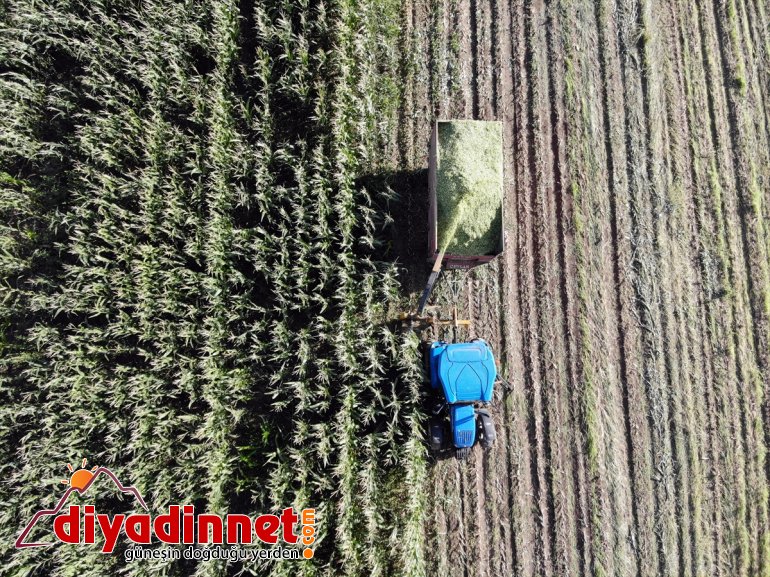 silajlık Çiftçiler - destekli devlet AĞRI başladı mısırın hasadına 19