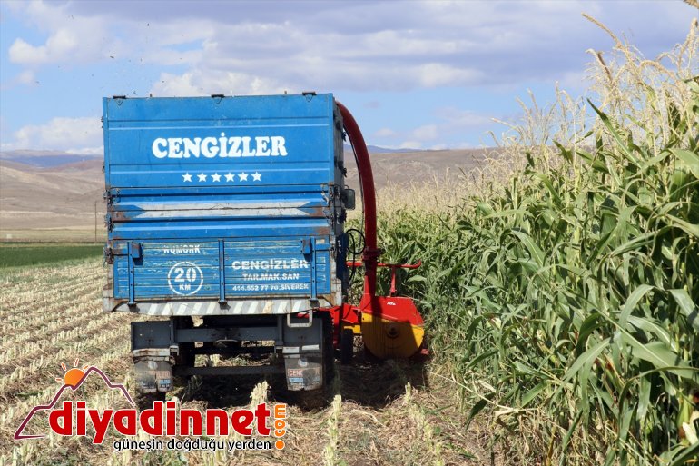 - hasadına mısırın devlet başladı Çiftçiler AĞRI destekli silajlık 20