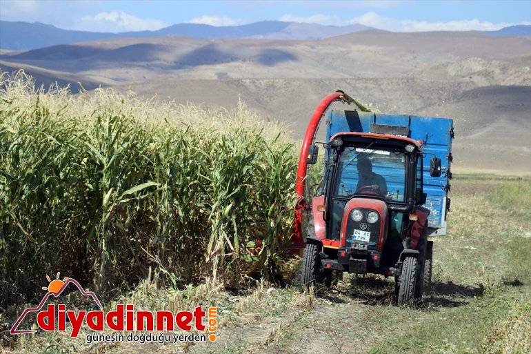 devlet hasadına mısırın AĞRI destekli Çiftçiler - başladı silajlık 3