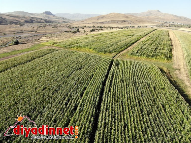 destekli AĞRI silajlık başladı hasadına devlet Çiftçiler - mısırın 4