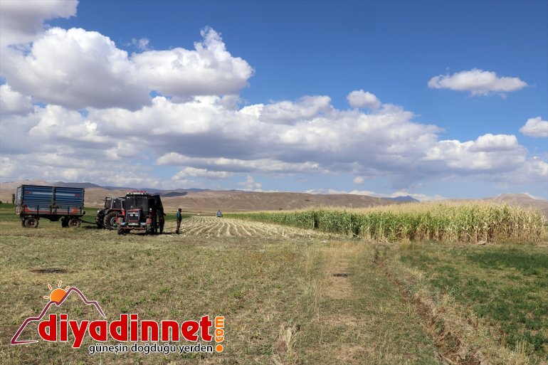 başladı - silajlık hasadına Çiftçiler AĞRI destekli devlet mısırın 5