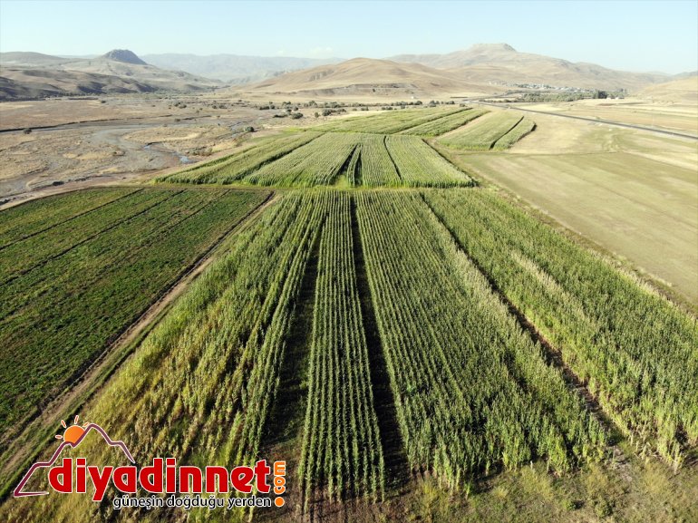 mısırın başladı destekli AĞRI devlet hasadına silajlık - Çiftçiler 6