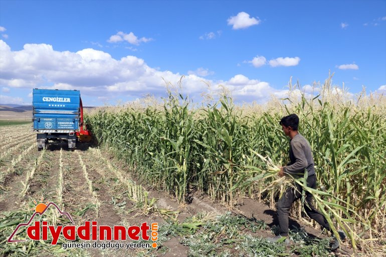 Çiftçiler devlet silajlık destekli başladı AĞRI mısırın hasadına - 7