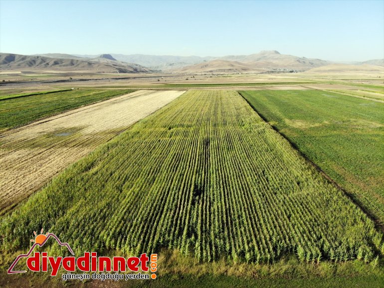 destekli Çiftçiler silajlık devlet başladı AĞRI - mısırın hasadına 8