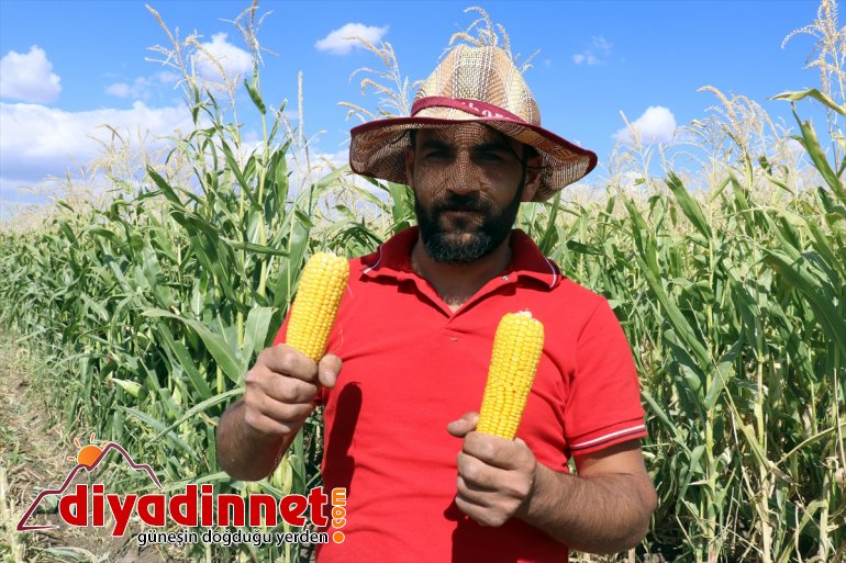 silajlık mısırın hasadına - destekli AĞRI devlet Çiftçiler başladı 9