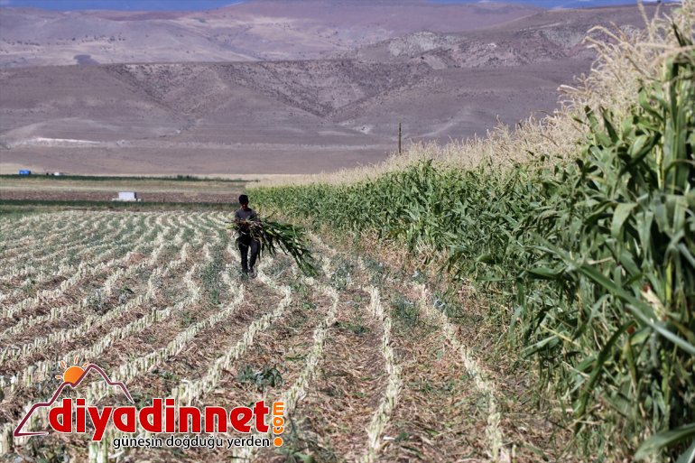devlet Çiftçiler silajlık mısırın - AĞRI hasadına destekli başladı 10