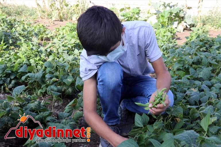 öğrencilerin karşılanıyor köy elde ürünlerle edilen eğitim okulunun bostanından masrafı Ağrı