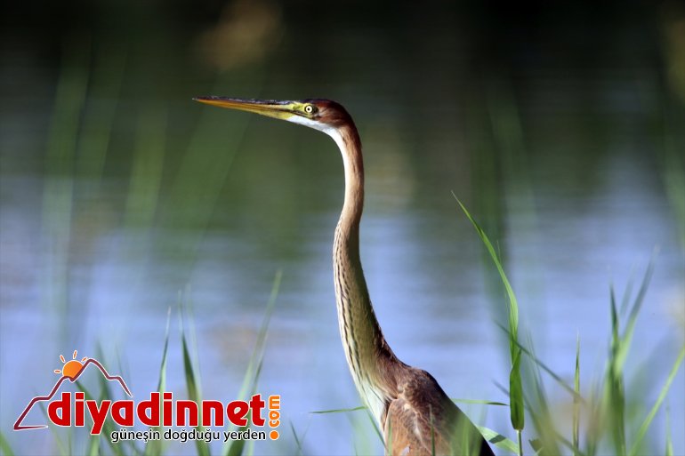 Ağrı Dağı Milli Parkı'nda erguvani balıkçıl görüntülendi